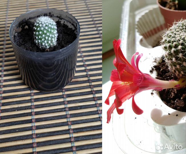 Комнатные растения (гибискус, кактусы)