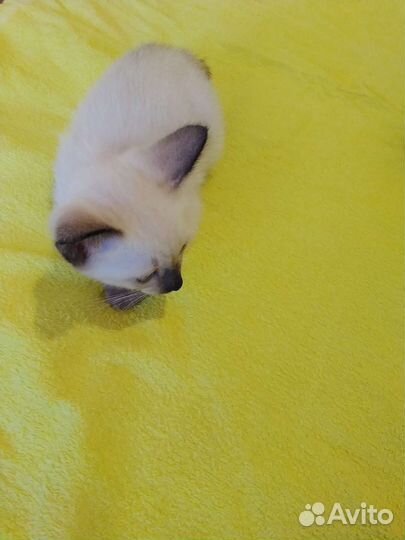 Меконгский бобтейл