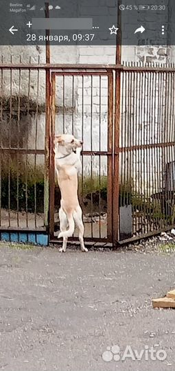 Собака в добрые руки