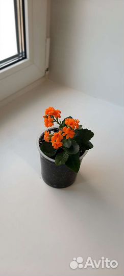 Каланхоэ оранжевый