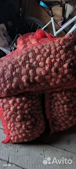 Картофель на корм скоту