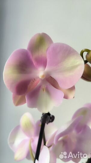 Орхидеи биг липы Манго, Венецианский карнавал