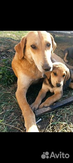 Русская пегая гончая