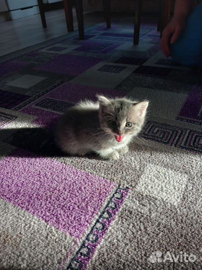 Котята в добрые руки бесплатно