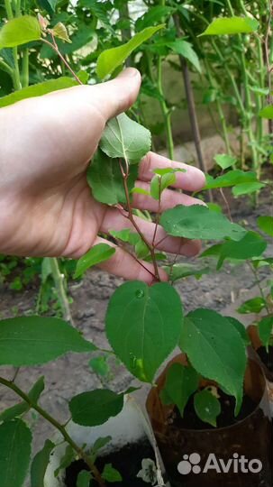 Абрикос местный, молодые саженцы с зкс