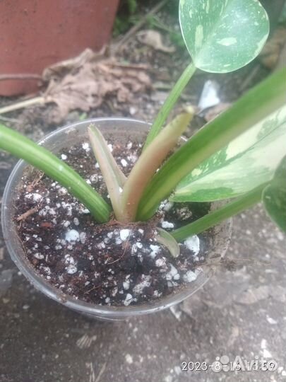 Филодендрон Green Congo marble