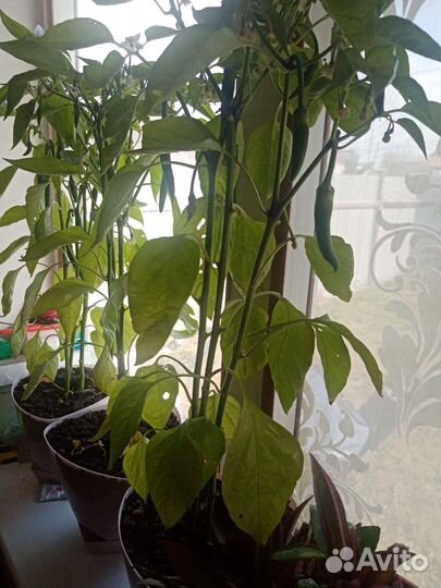 Перец острый свежий