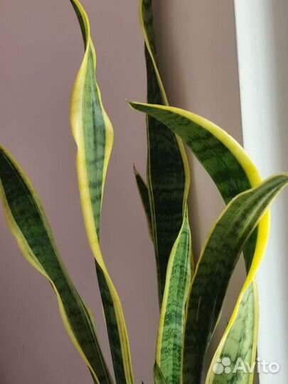 Сансевиерия