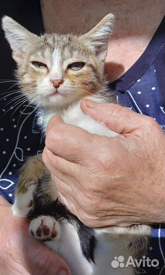 Кошечка в добрые руки