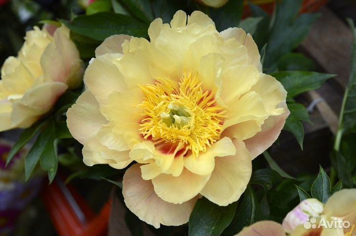 Пион Гоуинг Бананас (Paeonia Itoh Going Bananas)