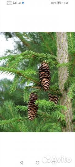 Продам масло пихтовое