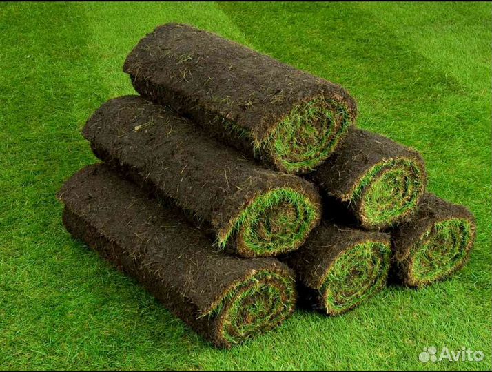 Рулонный газон