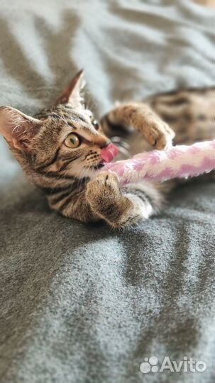 Котенок девочка