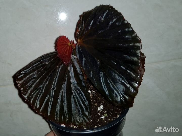 Бегония Metallic Black черная