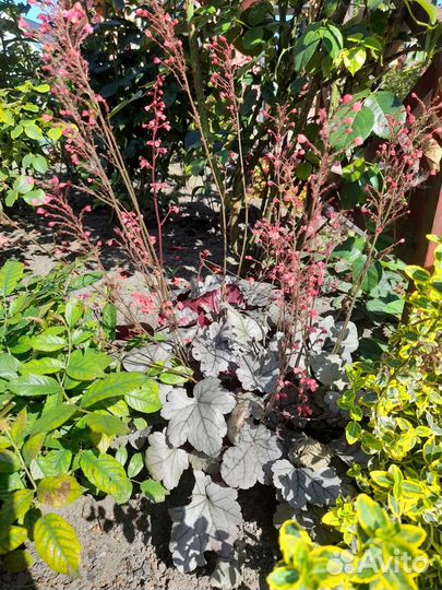 Растения для сада