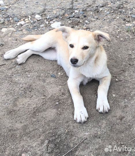 Белла ищет дом