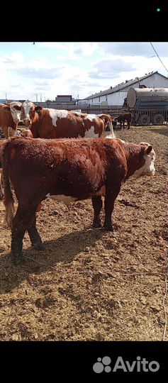 Бычки герефорд на племя