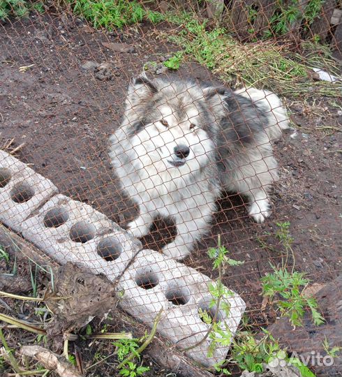 Аляскинский маламут