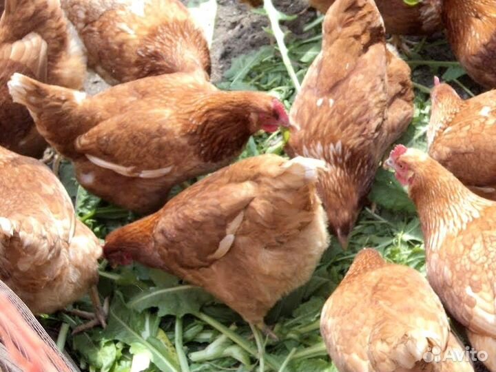 Куры Несушки, Бесплатная доставка