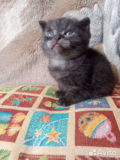 Котята шотландцы