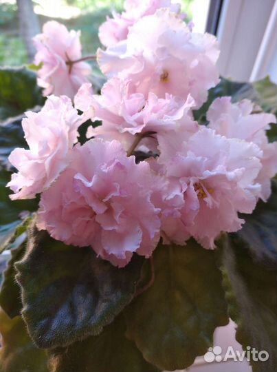 Фиалка сортовая, детки из листиков