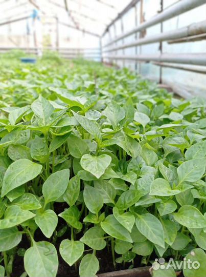 Рассада овощей