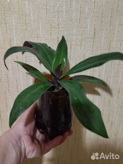 Цветок Рэо цветущий или Традесканция