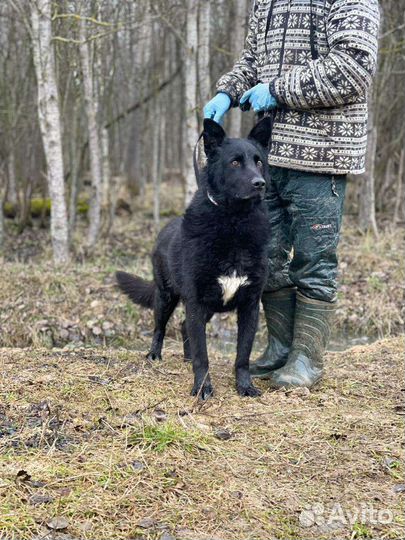 Собака в добрые руки