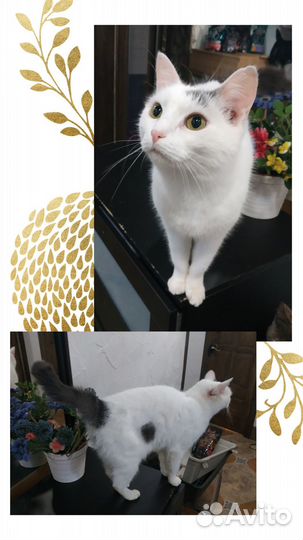 В добрые руки котик