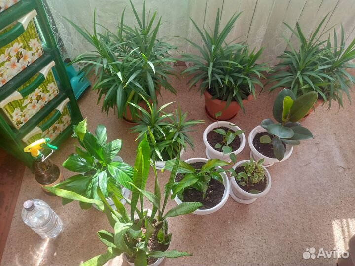 Комнатные растения