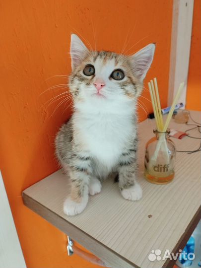 Котенок девочка трехцветная