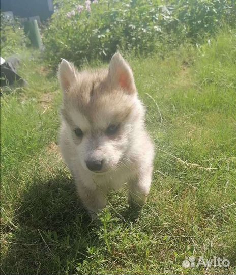 Щенки сибирской хаски