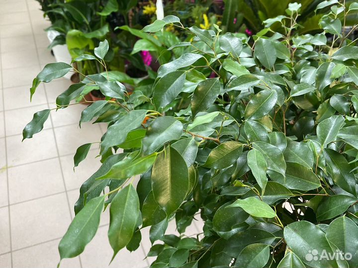 Фикус Бенджамина