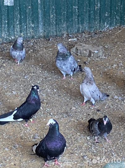 Продажа голубей