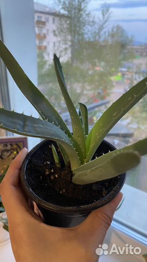 Продам Алоэ Вера