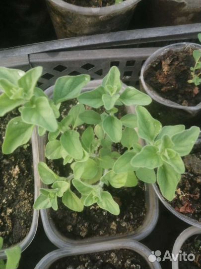 Тимьян, зверобой, душица