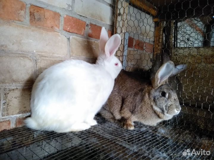 Авито бугульма животные кошки бесплатно. Белые кролики молодняк. Авито бугульма животные. Авито бугульма животные. Авито бугульма животные.