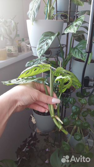 Монстера адансона