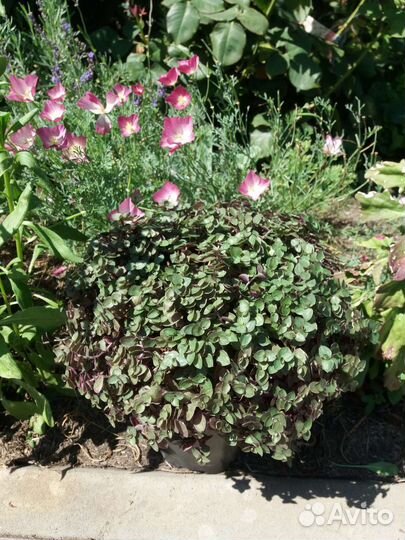 Каллизия пурпурная