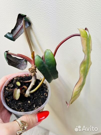 Сингониум Пинк спот марбл,филодендроны,монстера