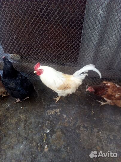 Молодые петухи