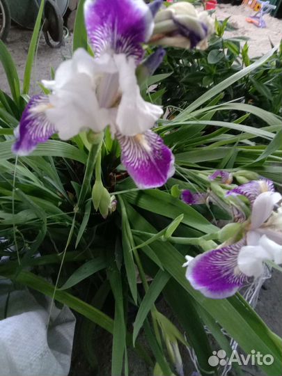 Многолетние цветы