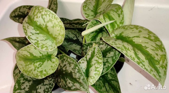 Сциндапсус Silver Lady бронирование на весну