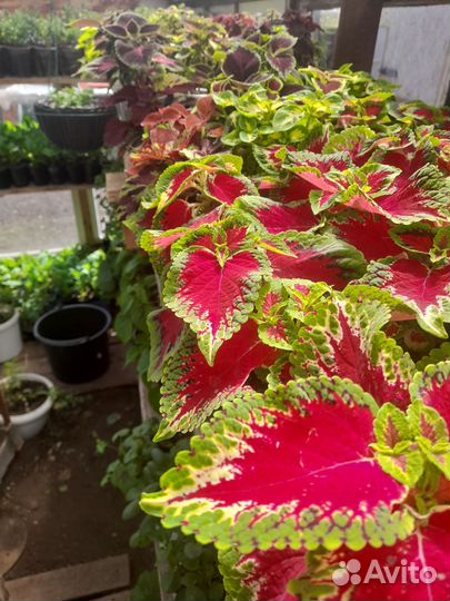 Рассада однолетних цветов и многолетних