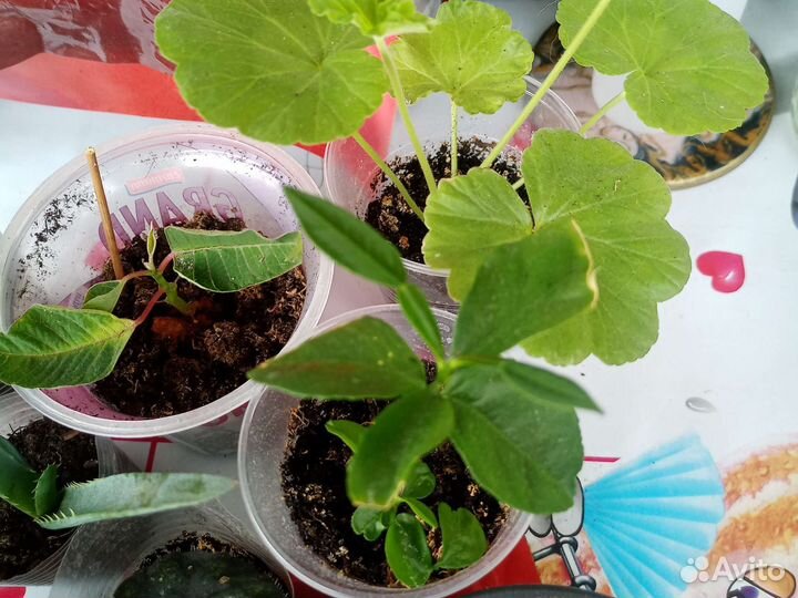 Лот из 10 цветов.Цена за всё