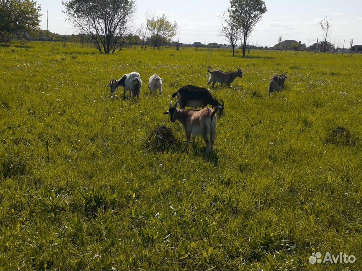 Продам козье молоко