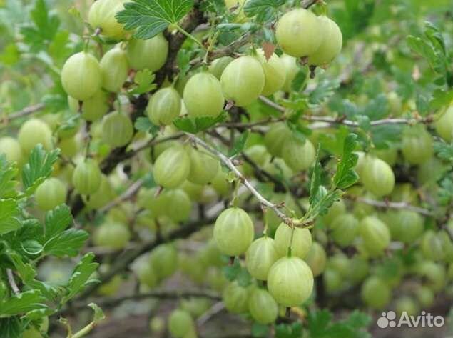 Саженцы крыжовника