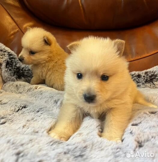 Шикарные девочки Шипперке