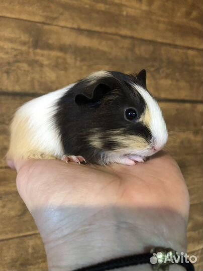 Морские свинки.1 месяц.Девчушки