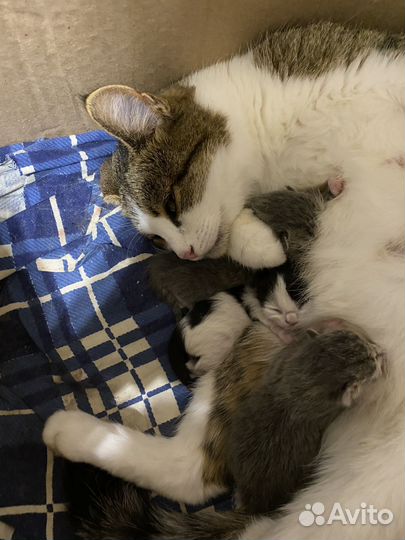 Котята в добрые руки бесплатно